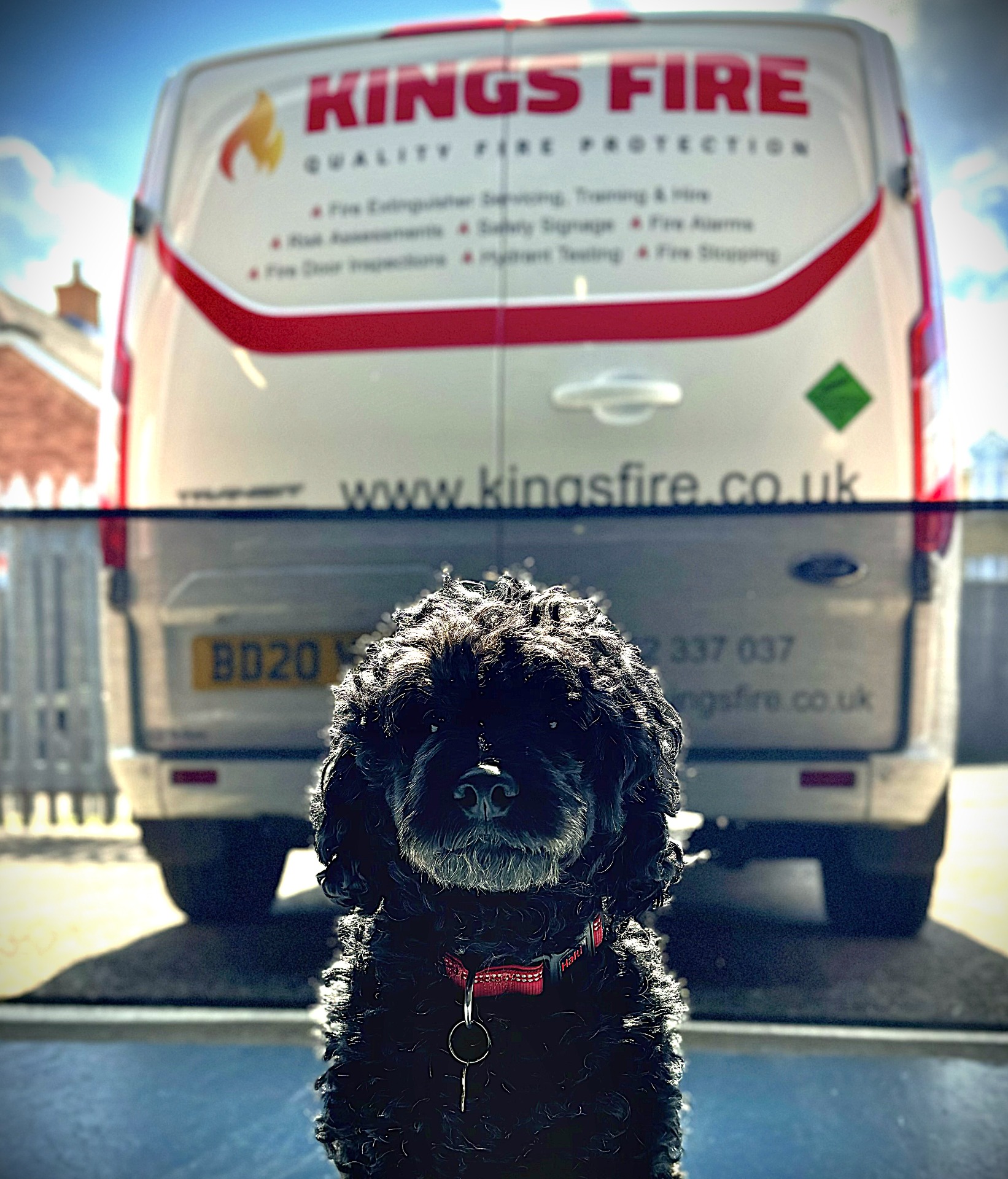 Freddie King – Office Dog & Chief Morale Officer